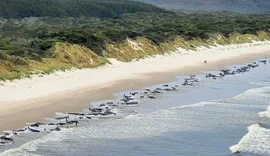 Cerca de 230 baleias encalham simultaneamente na costa da Tasmânia; veja vídeo