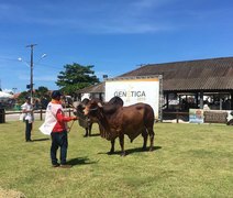 Expoalagoas Genética Itinerante traz programação focada no pilar genético