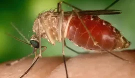 Antes restrita à Amazônia, febre oropouche se espalha pelo país