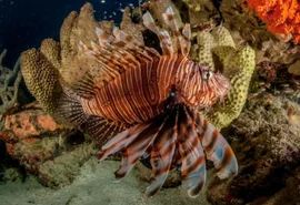 Peixe invasor avança pela costa brasileira e ameaça biodiversidade marinha