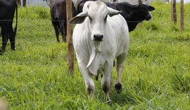 1º Leilão Brahman e Nelore disponibiliza lotes para atender necessidade dos produtores