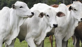 Preço da carne bovina deve depender da oferta em 2024