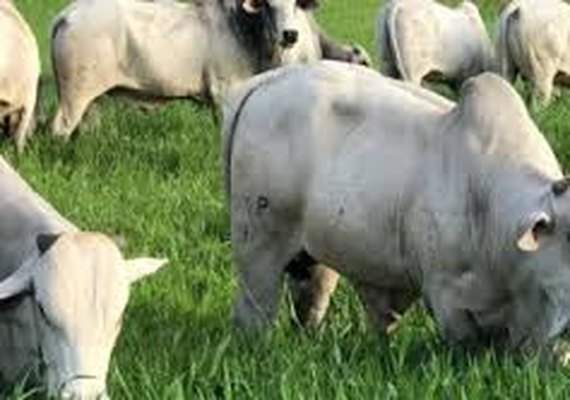 Mega Touros SMP oferece pacotes especiais aos clientes