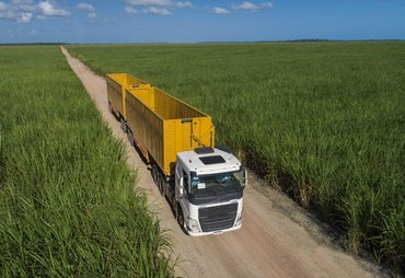 Programa da Ufal promove a liberação de novas variedades de cana-de-açúcar