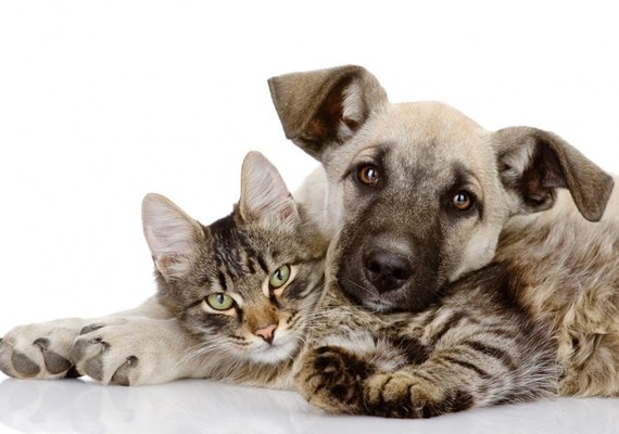 Feira de Adoção da Prefeitura de Maceió celebra um ano neste domingo (9)