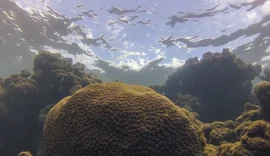 El Niño influencia ecossistema marinho e pesca no Brasil, aponta estudo internacional