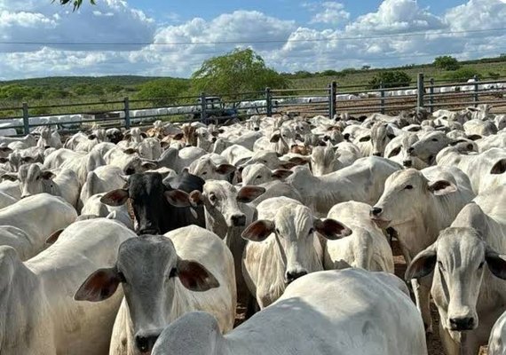 Banco do Nordeste tem R$ 402 milhões para financiar o campo em AL