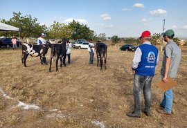 Julgamentos de animais da 37ª Expo Bacia Leiteira terminam nesta sexta (04)