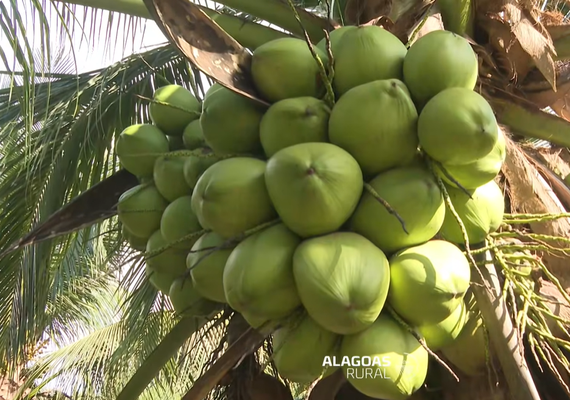 Vídeo mostra como coco da Amazônia vira produtos da Sococo em Maceió e viraliza