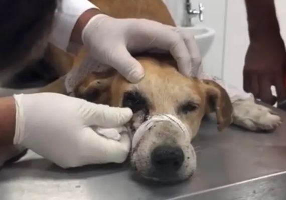 Cachorro baleado no olho: suspeito se apresenta e nega disparo