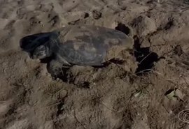 Praia de desova de tartarugas terá regras duras no Carnaval