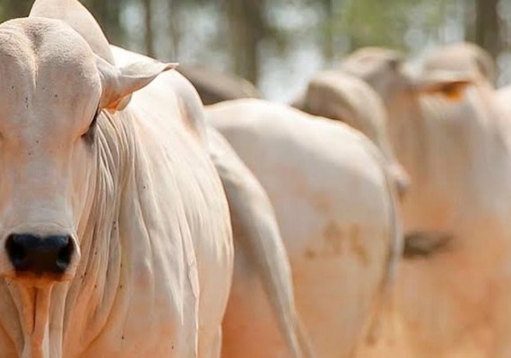 Secretaria de Saúde alerta agricultores para circulação de tuberculose em bovinos na zona rural