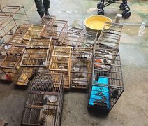 Polícia resgata 89 aves silvestres durante operação no interior de AL
