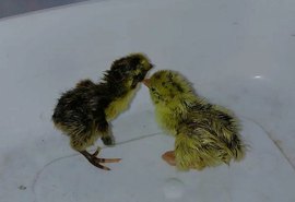 Veja vídeo: forte calor faz codornas nascerem em prateleiras de supermercado