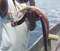 Peixes morreram por intoxicação na Lagoa Mundaú, aponta análise