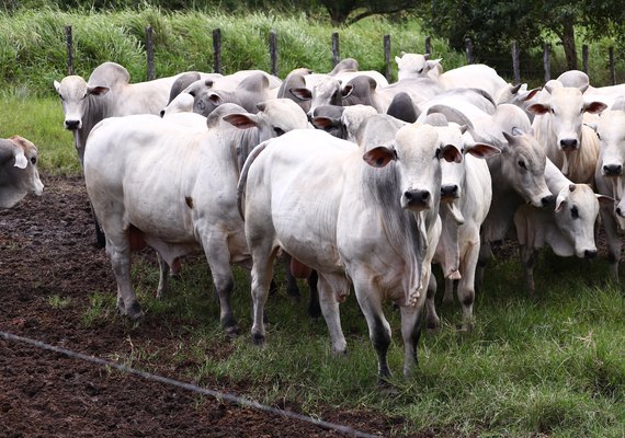 Varrela oferece nelore com padrão frigorífico