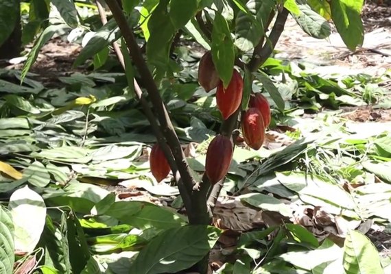 Poda estratégica do cacau impulsiona produtividade e sustentabilidade na Zona da Mata alagoana