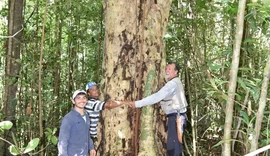 Espécie de árvore gigante é descoberta em AL e nomeada em homenagem a Hermeto Pascoal