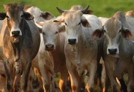 Boi gordo tem nova alta e atinge preço recorde