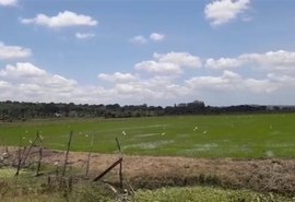 Coobapi estimula rizicultura na agricultura familiar em Igreja Nova