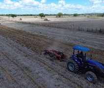 Plantio de arroz em Penedo deve triplicar em 2026 e movimentar R$ 2,2 mi