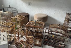 Polícia Militar resgata dezenas de aves silvestres em municípios do interior de Alagoas