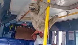 Bicho-preguiça é visto dentro de coletivo em Maceió e viraliza nas redes