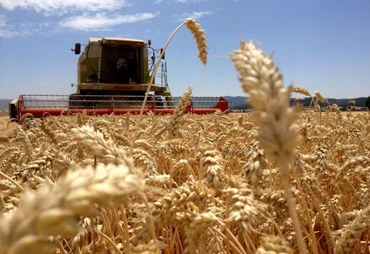 Seguro rural é peça-chave para expansão do trigo no Brasil diante do clima e do mercado