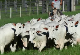 Irmãos Barros Correia disponibilizam tourama nelore excepcional