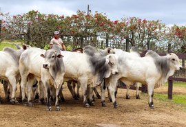 21º Leilão Nelore Barros Correia é o abre-alas da 72ª Expoagro Alagoas