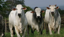 Aplicativo pode pesar o gado através de foto