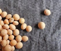 Etanol de soja em escala industrial reforça protagonismo do Brasil em biocombustíveis