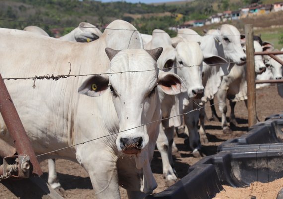 Brasil consolida carne bovina como ativo estratégico e registra recorde histórico de exportações