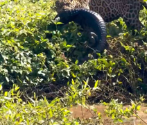 Vídeo: onça mergulha e captura jacaré em ataque impressionante