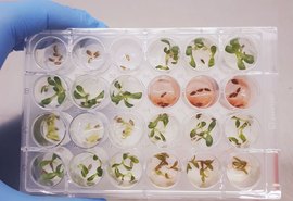 Agricultura: Pesquisadores identificam substância inédita e promissora para o desenvolvimento de novos bioinsumos