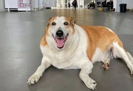 Conheça o Silveira, cachorro mascote que foi 'nomeado' como pró-reitor da UFSM