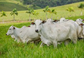 70º Expoagro/AL vai receber Encorte 4.0