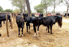 3º Genética Paulo Amaral tem inicio com bons resultados de vendas