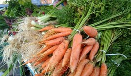 Mercado do Jaraguá ganha pontos para agroecológicos
