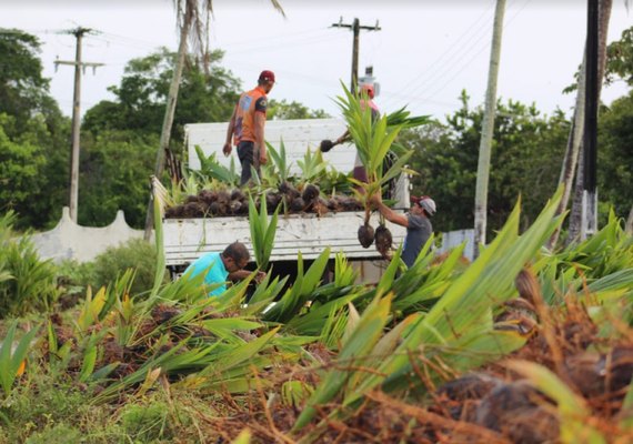 Dia de Campo: Unicafes-AL vai apresentar integração entre a lavoura do coco e a citricultura