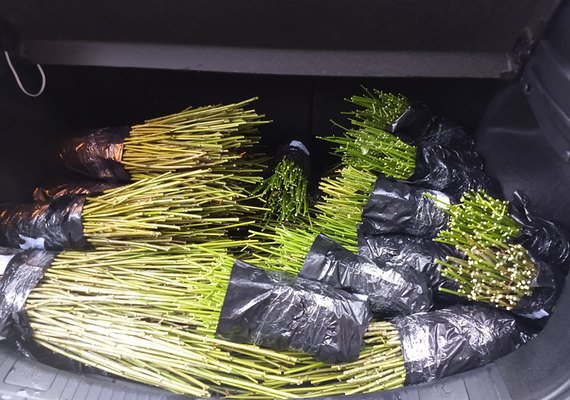 Embrapa desenvolve novo método de propagação de mandioca