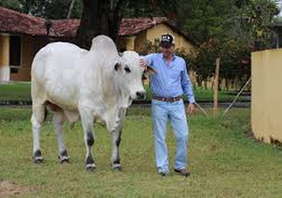 17º Nelore Positivo vai atender a pecuária de corte