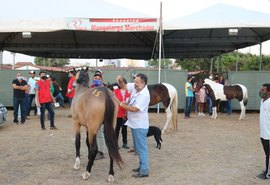 Expoagro: shopping Raça vai ofertar equinos mangalarga marchador