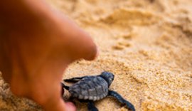 Mais de 100 tartarugas são soltas na praia de Guaxuma