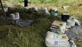 Operação elimina 2 toneladas de maconha na divisa AL-BA