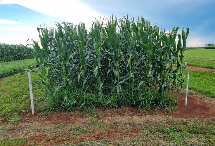 Uso de capins como braquiária aumenta produtividade da soja e melhora saúde do solo