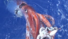 Estudo revela que polvos gigantes foram superpredadores dos oceanos há 100 milhões de anos