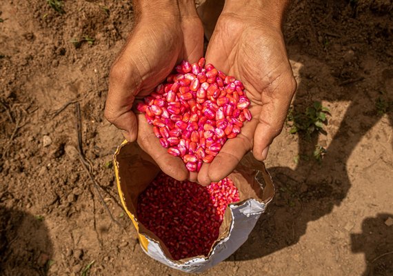Governo do Estado lança o Planta Alagoas na próxima terça-feira (25)