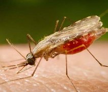 Cientistas da Fiocruz avançam no desenvolvimento de vacina completa contra a Malária