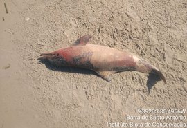 Em apenas um dia, dois botos cinza aparecem mortos em praias de Alagoas